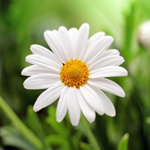 Chamomile