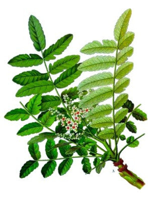 Boswellia