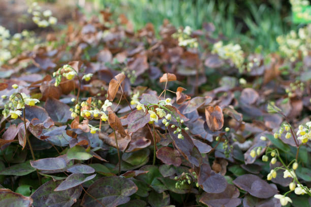 Horny Goat Weed