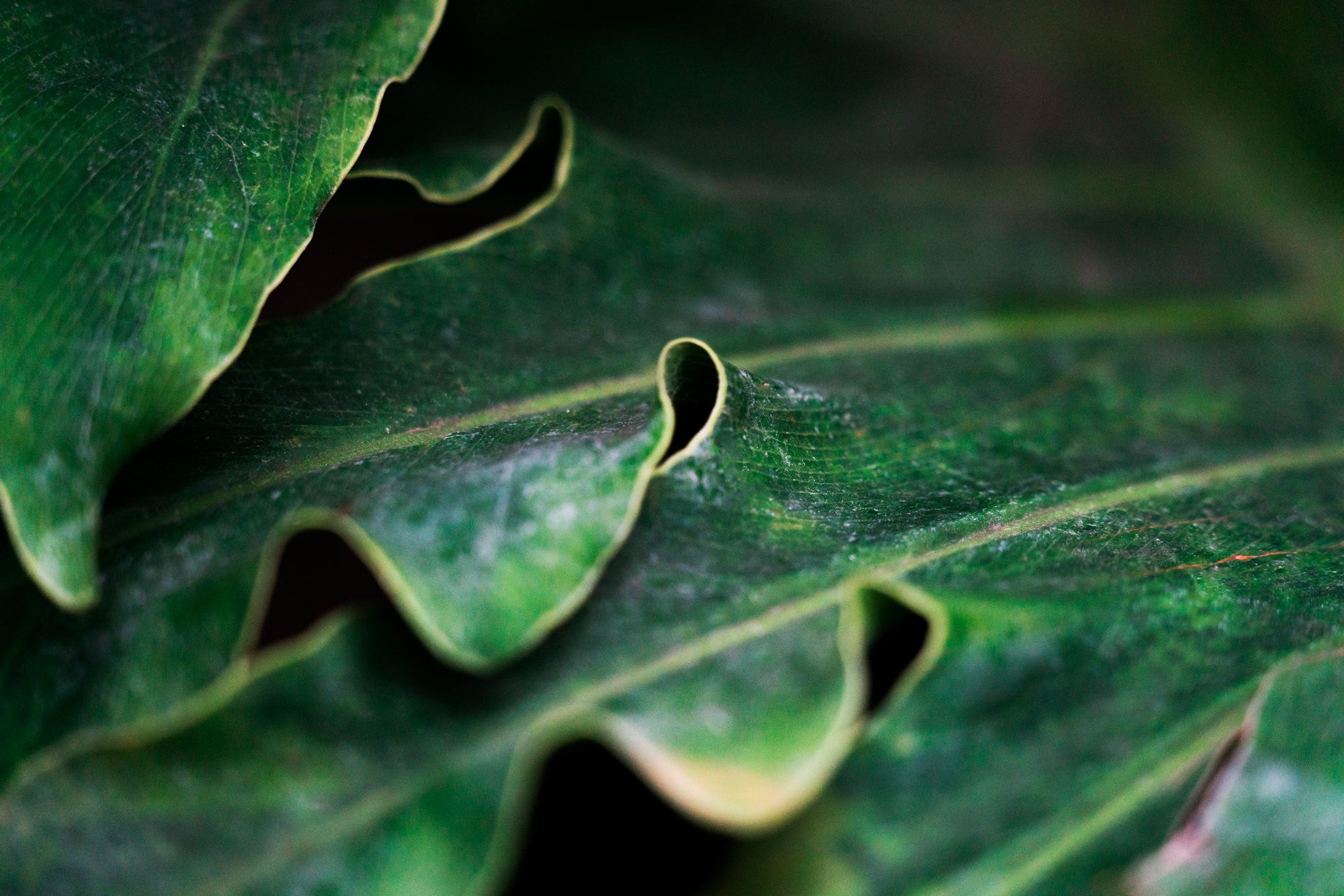 Banaba Leaf